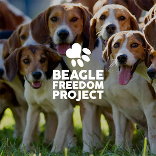 Beagle Freedom Project Photo